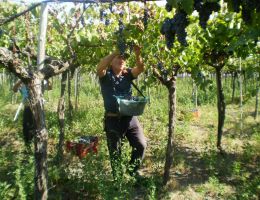 Immagine 3 di VESUBIO ROSSO D.O.C.