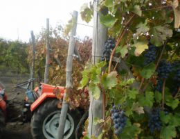 Immagine 4 di VESUBIO ROSSO D.O.C.