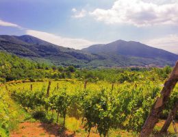 Immagine 4 di TERRE DEL VOLTURNO CASAVECCHIA I.G.T. MONTEMAGGIORE