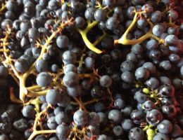 Immagine 4 di FALERNO DEL MASSICO D.O.C. CAMPANTUONO