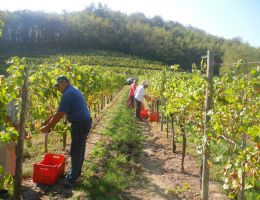 Immagine 2 di RIBOLLA GIALLA D.O.C. COLLIO GORIZIANO