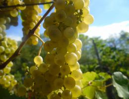 Immagine 3 di RIBOLLA GIALLA D.O.C. COLLIO GORIZIANO