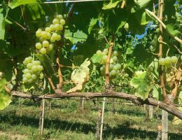 Immagine 4 di RIBOLLA GIALLA D.O.C. COLLIO GORIZIANO