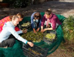 Immagine 2 di OLIO EXTRAVERGINE DI OLIVA BLEND DI CATEGORIA SUPERIORE DI ISCHIA