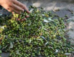 Immagine 3 di OLIO EXTRAVERGINE DI OLIVA BLEND DI CATEGORIA SUPERIORE DI ISCHIA