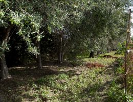 Immagine 4 di OLIO EXTRAVERGINE DI OLIVA BLEND DI CATEGORIA SUPERIORE DI ISCHIA