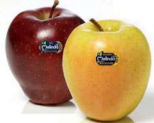Immagine 3 di VARIETA' DI MELA D.O.P. DELLA VALLE DI NON MELA MELINDA