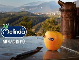 Immagine 1 di VARIETA' DI MELA D.O.P. DELLA VALLE DI NON MELA MELINDA