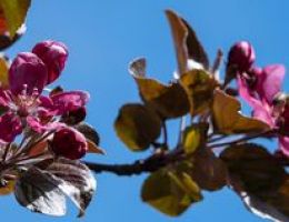 Immagine 4 di VARIETA' DI MELA D.O.P. DELLA VALLE DI NON MELA MELINDA