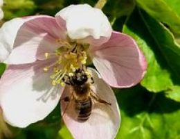 Immagine 5 di VARIETA' DI MELA D.O.P. DELLA VALLE DI NON MELA MELINDA