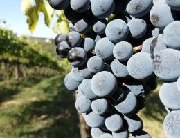 Immagine 3 di CAMPANIA PIEDIROSSO I.G.P.