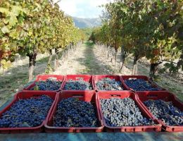 Immagine 5 di CAMPANIA PIEDIROSSO I.G.P.