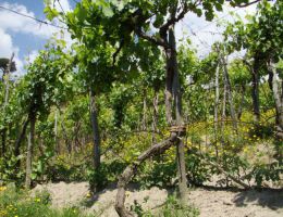 Immagine 4 di CAMPI FLREGREI PER'E PALUMM D.O.C.