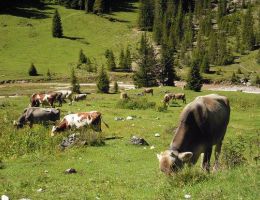 Immagine 4 di BOTIRO DI PRIMERO DI MALGA CASIFICIO PRIMERO