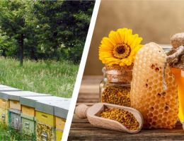 Immagine 2 di MIELE DI ACACIA DI SANT'AGATA