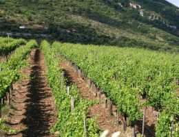 Immagine 4 di MACÉRE [BIO] DEL SANNIO D.O.P. TABURNO