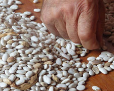 Immagine 1 di FAGIOLO LENZARIELLO