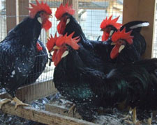 Immagine 1 di RAZZA POLLO DI ANCONA