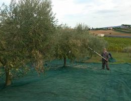 Immagine 2 di OLIO EXTRAVERGINE DI OLIVA BLEND DI QUALITA' SUPERIORE