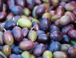 Immagine 2 di OLIO EXTRAVERGINE DI OLIVA CULTIVAR FRANTOIANO CHIARENTANA ALTA QUALITA'