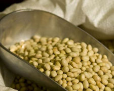 Immagine 1 di FAGIOLO ZOLFINO DEL PRATOMAGNO