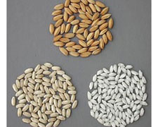 Immagine 1 di Riso Venere Nera