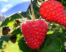 Immagine 1 di PICCOLI FRUTTI DEL CEVEDALE