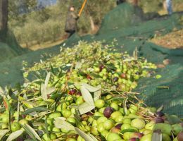Immagine 4 di OLIO EXTRAVERGINE DI OLIVA I.G.P. TOSCANO CASETTA ALTA QUALITA'