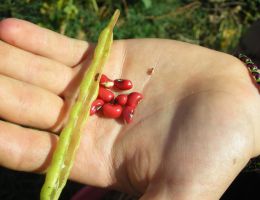 Immagine 1 di FAGIOLINA DEL LAGO TRASIMENO