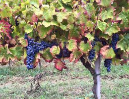 Immagine 2 di SAGRANTINO DI MONTEFALCO D.O.C.G. VIGNA DEI SOSPIRI