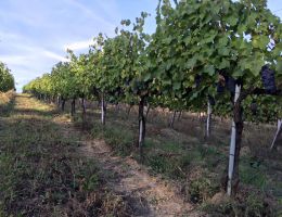 Immagine 3 di SAGRANTINO DI MONTEFALCO D.O.C.G. VIGNA DEI SOSPIRI