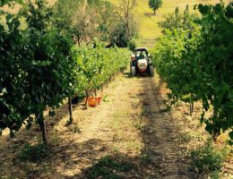 Immagine 4 di SAGRANTINO DI MONTEFALCO D.O.C.G. VIGNA DEI SOSPIRI