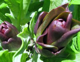 Immagine 1 di Carciofo  Violetto di Sant'Erasmo