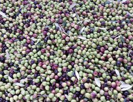 Immagine 3 di OLIO EXTRAVERGINE DI OLIVA VENETO VALPOLICELLA D.O.P.