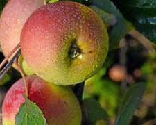 Immagine 1 di Melo decio di Belfiore