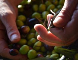 Immagine 1 di OLIO EXTRAVERGINE DI OLIVA I.G.P. TOSCANO