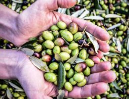 Immagine 4 di OLIO EXTRAVERGINE DI OLIVA I.G.P. TOSCANO