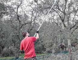 Immagine 5 di OLIO EXTRAVERGINE DI OLIVA I.G.P. TOSCANO