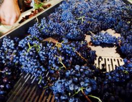 Immagine 3 di ROSSO BIODINAMICO LE SINCETTE