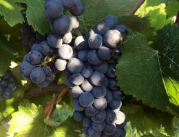 Immagine 4 di ROSSO BIODINAMICO LE SINCETTE