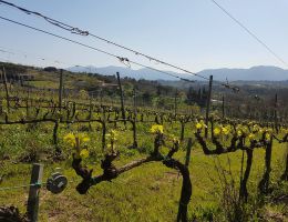 Immagine 2 di LEVATO DI GRONDA I.G.T. BIANCO TOSCANA
