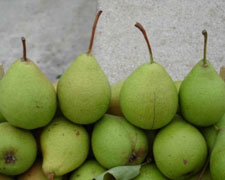 Immagine 1 di Pero Messo della Lissina