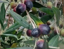 Immagine 2 di OLIO EXTRAVERGINE DI OLIVA BLEND QUALITA' SUPERIORE