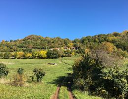 Immagine 4 di OLIO EXTRAVERGINE DI OLIVA BIOLOGICO ALTA QUALITA' LE PASSIONI