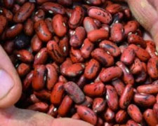 Immagine 1 di FAGIOLO ROSSO LUCCHESE