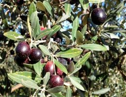 Immagine 4 di OLIO EXTRAVERGINE DI OLIVA I.G.P.TOSCANO QUALITA' SUPERIORE