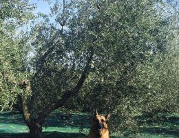Immagine 5 di OLIO EXTRAVERGINE DI OLIVA I.G.P.TOSCANO QUALITA' SUPERIORE