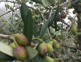 Immagine 2 di OLIO EXTRAVERGINE D'OLIVA VENETO D.O.P. DELFO ALTA QUALITA' AGRI DA SAGRARO