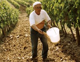 Immagine 3 di BRUNELLO DI MONTALCINO D.O.C.G. RISERVA MAGNUM