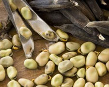 Immagine 1 di FAVA COTTORA DELL'AMERINO